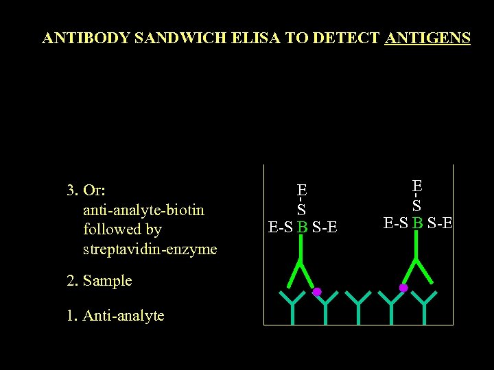 ANTIBODY SANDWICH ELISA TO DETECT ANTIGENS 3. Or: anti-analyte-biotin followed by streptavidin-enzyme 2. Sample