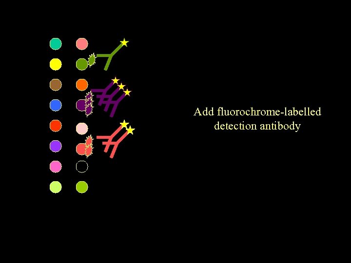 Add fluorochrome-labelled detection antibody 