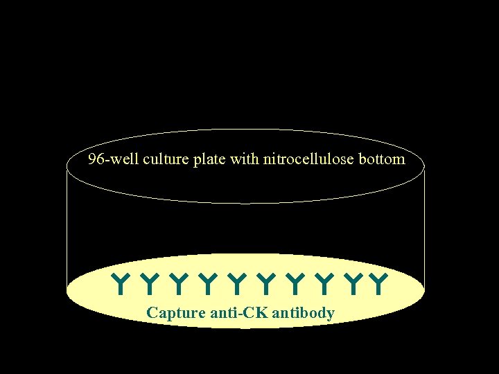 96 -well culture plate with nitrocellulose bottom Capture anti-CK antibody 