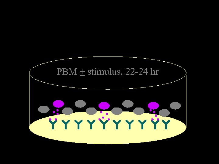 PBM + stimulus, 22 -24 hr 