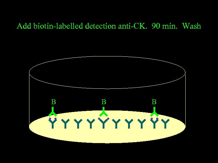 Add biotin-labelled detection anti-CK. 90 min. Wash B B B 