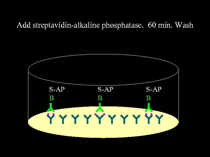 Add streptavidin-alkaline phosphatase. 60 min. Wash S-AP B 