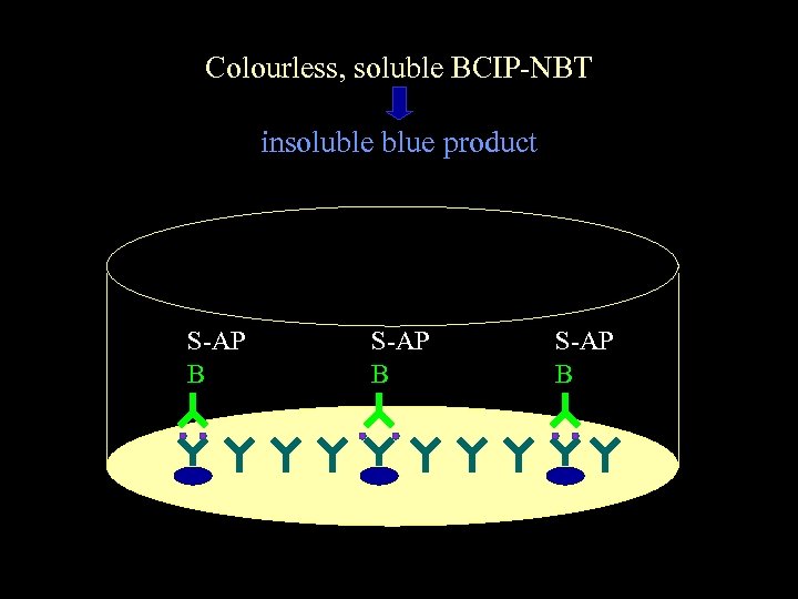 Colourless, soluble BCIP-NBT insoluble blue product S-AP B 
