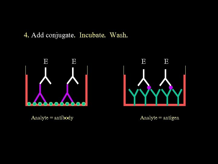 4. Add conjugate. Incubate. Wash. E E Analyte = antibody E E Analyte =