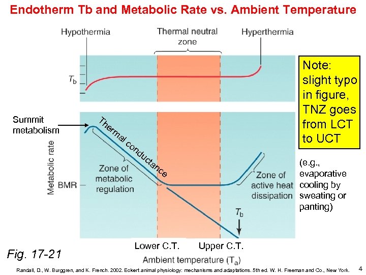 Endotherm Tb and Metabolic Rate vs. Ambient Temperature Summit metabolism Th e Note: slight