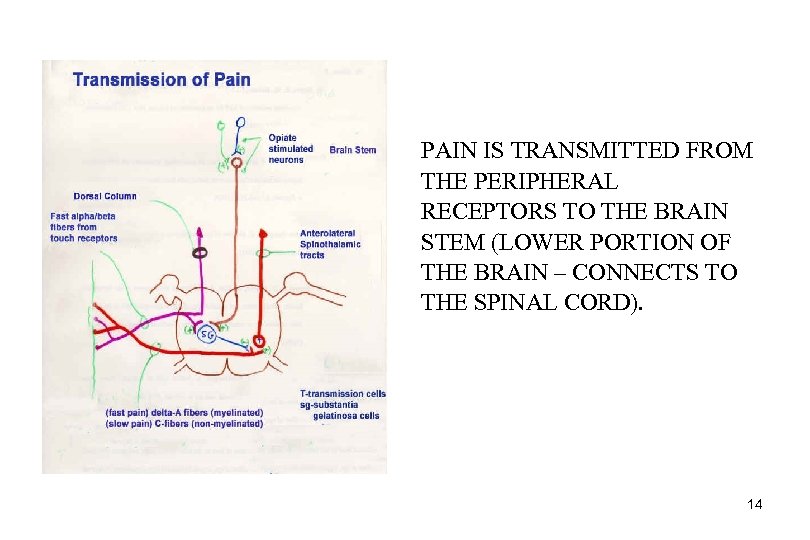 PAIN IS TRANSMITTED FROM THE PERIPHERAL RECEPTORS TO THE BRAIN STEM (LOWER PORTION OF