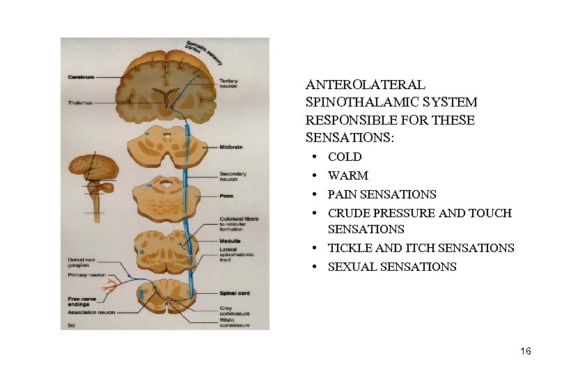 ANTEROLATERAL SPINOTHALAMIC SYSTEM RESPONSIBLE FOR THESE SENSATIONS: • • COLD WARM PAIN SENSATIONS CRUDE