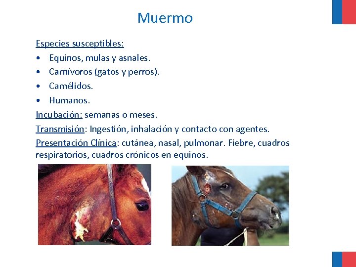 Muermo Especies susceptibles: • Equinos, mulas y asnales. • Carnívoros (gatos y perros). •