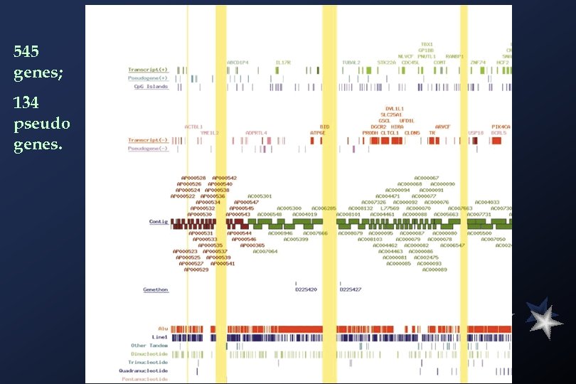 545 genes; 134 pseudo genes. 