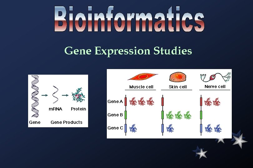 Gene Expression Studies 