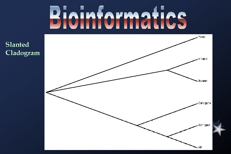 Slanted Cladogram 