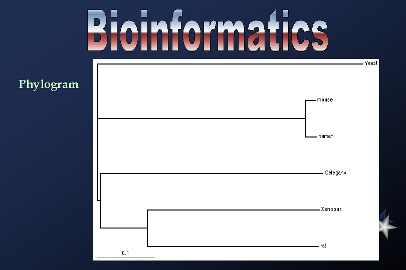 Phylogram 