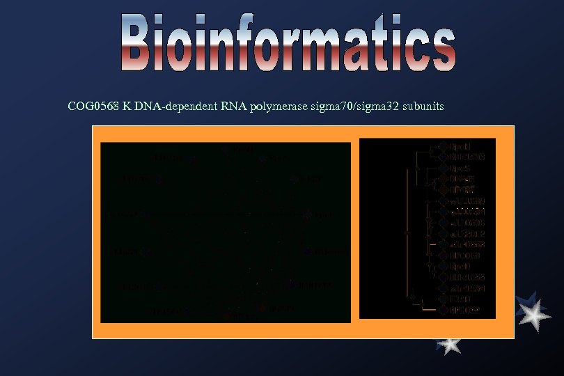 COG 0568 K DNA-dependent RNA polymerase sigma 70/sigma 32 subunits 