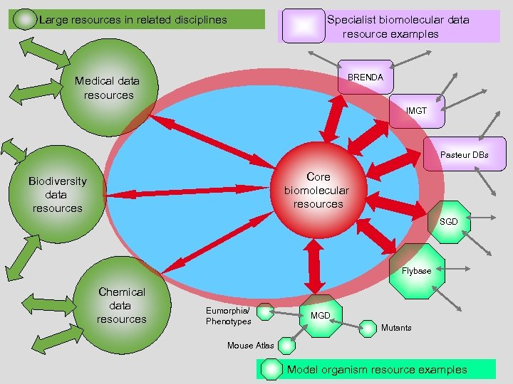 Large resources in related disciplines Specialist biomolecular data resource examples BRENDA Medical data resources