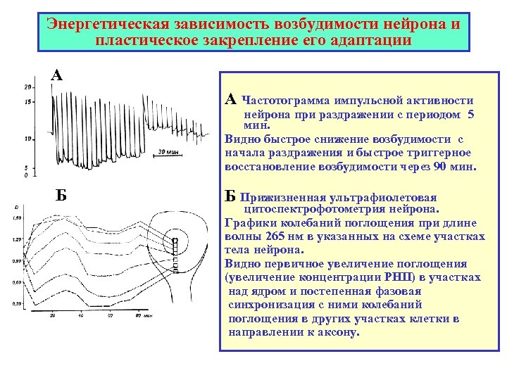 Энергетическая зависимость возбудимости нейрона и пластическое закрепление его адаптации А А Частотограмма импульсной активности