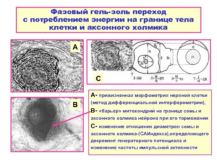 Фазовый гель-золь переход с потреблением энергии на границе тела клетки и аксонного холмика А