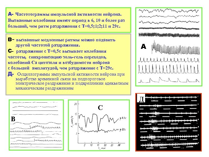 А- Частотограммы импульсной активности нейрона. Вызванные колебания имеют период в 6, 10 и более