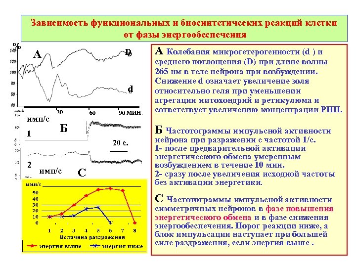 Зависимость функциональных и биосинтетических реакций клетки от фазы энергообеспечения % D А d имп/с