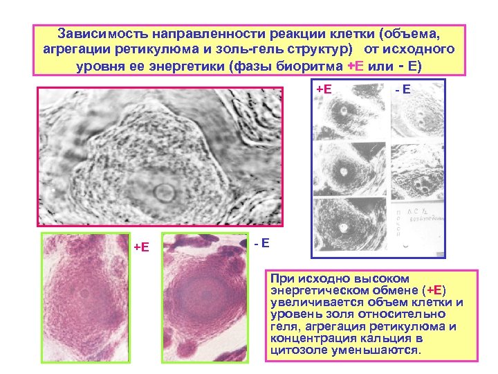 Зависимость направленности реакции клетки (объема, агрегации ретикулюма и золь-гель структур) от исходного уровня ее