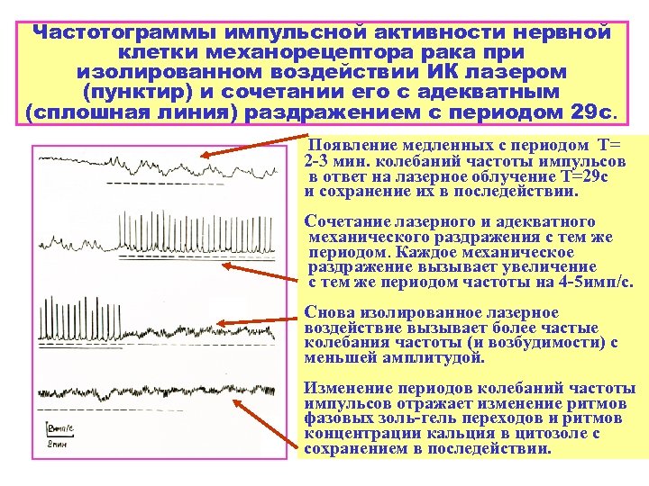 Частотограммы импульсной активности нервной клетки механорецептора рака при изолированном воздействии ИК лазером (пунктир) и