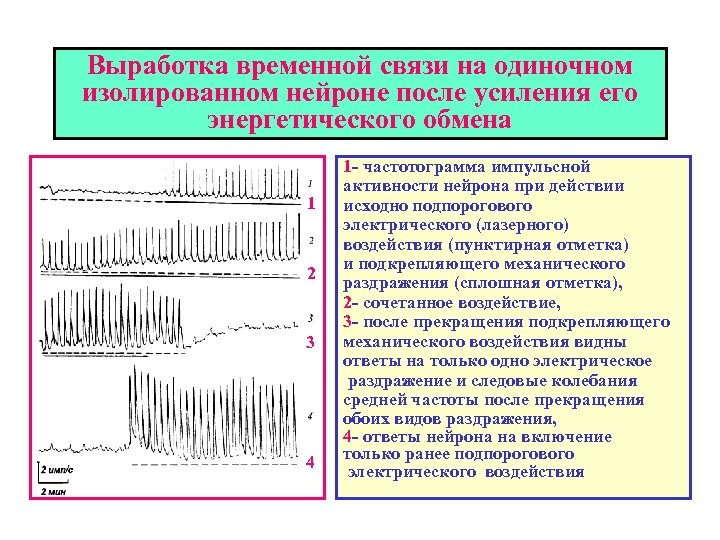 Выработка временной связи на одиночном изолированном нейроне после усиления его энергетического обмена 1 2