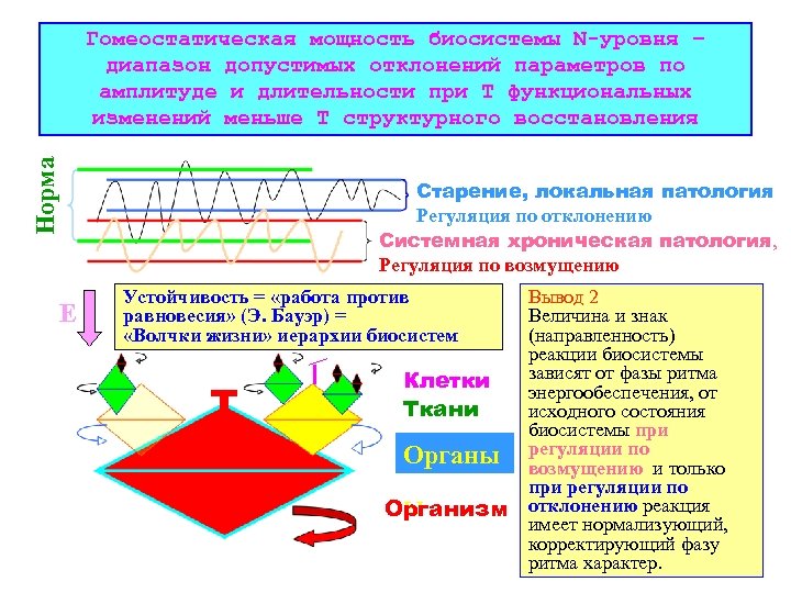 Норма Гомеостатическая мощность биосистемы N-уровня – диапазон допустимых отклонений параметров по амплитуде и длительности