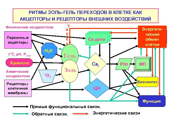 РИТМЫ ЗОЛЬ-ГЕЛЬ ПЕРЕХОДОВ В КЛЕТКЕ КАК АКЦЕПТОРЫ И РЕЦЕПТОРЫ ВНЕШНИХ ВОЗДЕЙСТВИЙ Физические воздействия ?