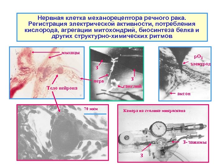 Нервная клетка механорецептора речного рака. Регистрация электрической активности, потребления кислорода, агрегации митохондрий, биосинтеза белка