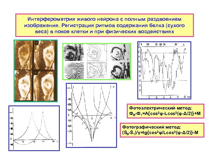 Интерферометрия живого нейрона с полным раздвоением изображения. Регистрация ритмов содержания белка (сухого веса) в