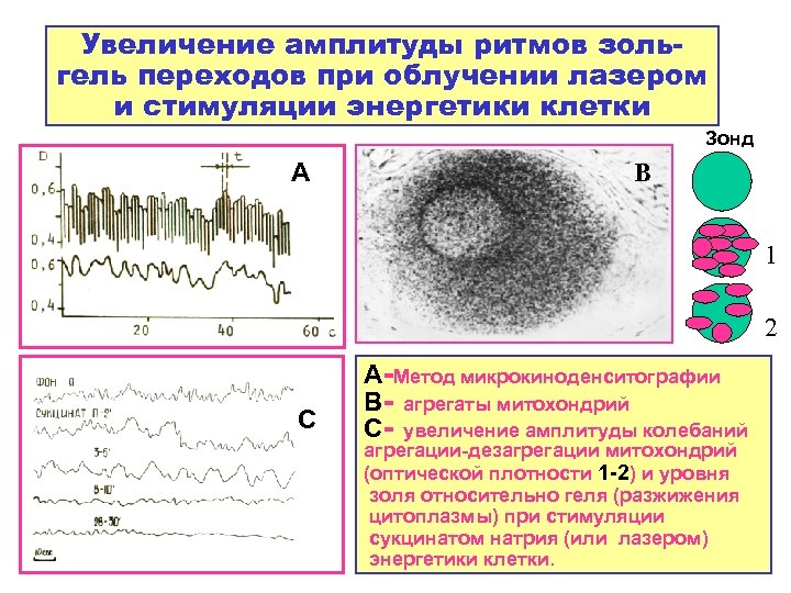 Увеличение амплитуды ритмов зольгель переходов при облучении лазером и стимуляции энергетики клетки Зонд А