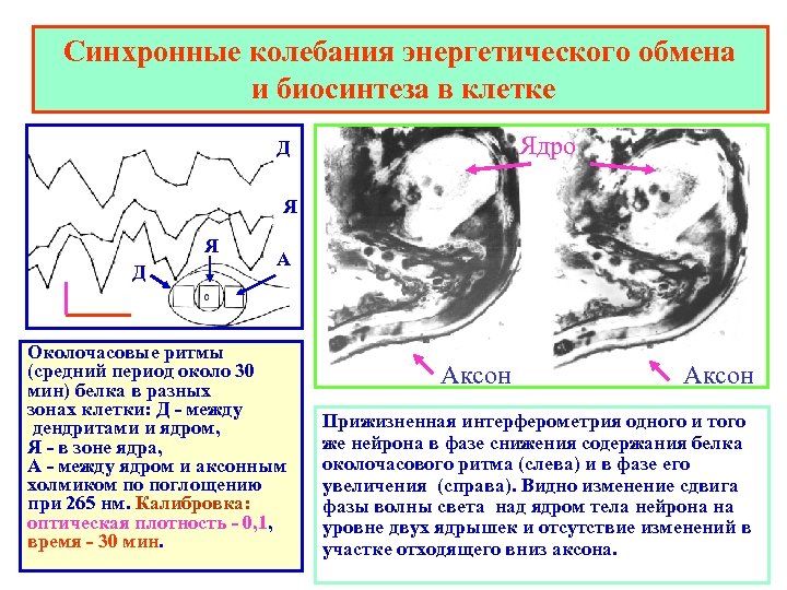 Синхронные колебания энергетического обмена и биосинтеза в клетке Ядро Д Я Я Д А