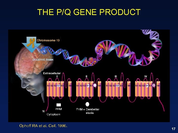 THE P/Q GENE PRODUCT Ophoff RA et al. Cell. 1996. 17 