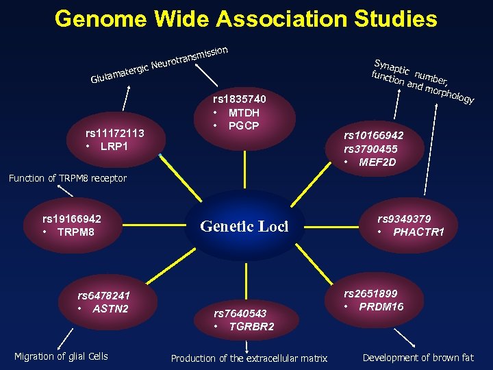 Genome Wide Association Studies ission ransm eurot rgic N mate Gluta rs 11172113 •