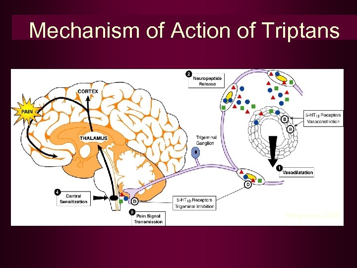 Mechanism of Action of Triptans Hargreaves 2000 