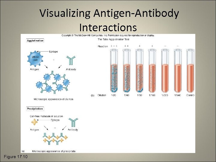 Visualizing Antigen-Antibody Interactions Figure 17. 10 