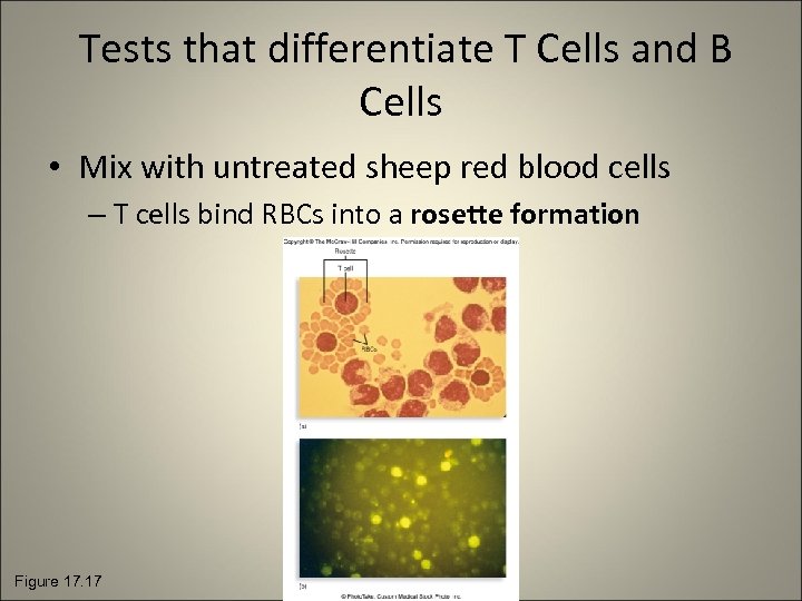 Tests that differentiate T Cells and B Cells • Mix with untreated sheep red