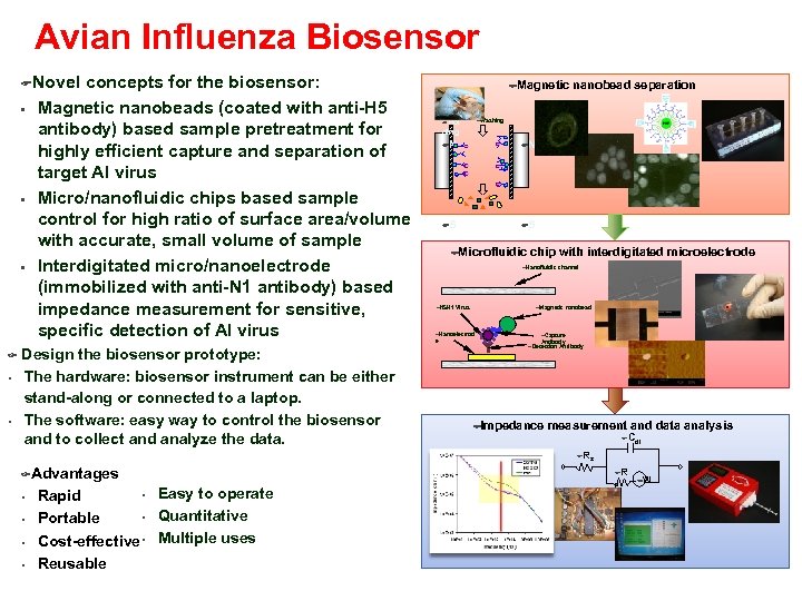 Avian Influenza Biosensor FNovel concepts for the biosensor: • • • Magnetic nanobeads (coated