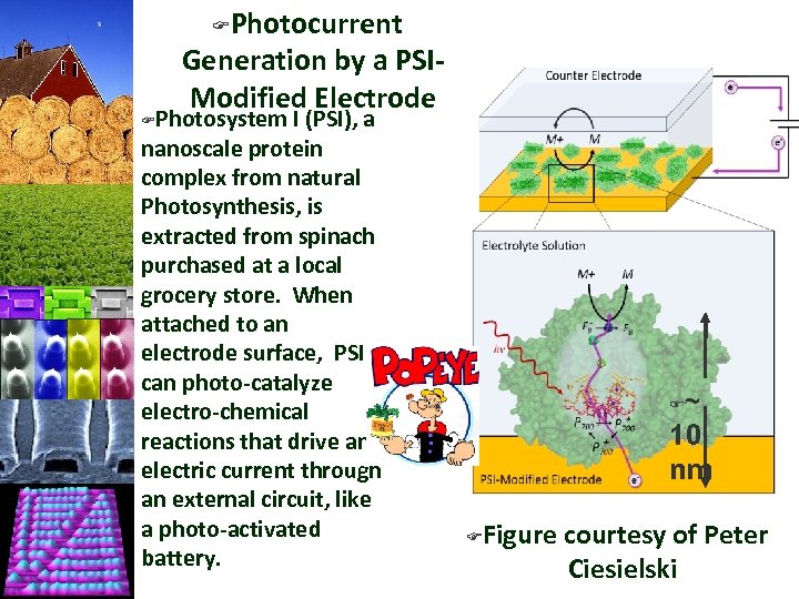 Photocurrent Generation by a PSIModified Electrode F Photosystem I (PSI), a nanoscale protein complex