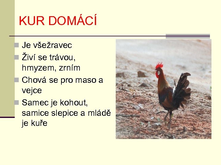 KUR DOMÁCÍ n Je všežravec n Živí se trávou, hmyzem, zrním n Chová se