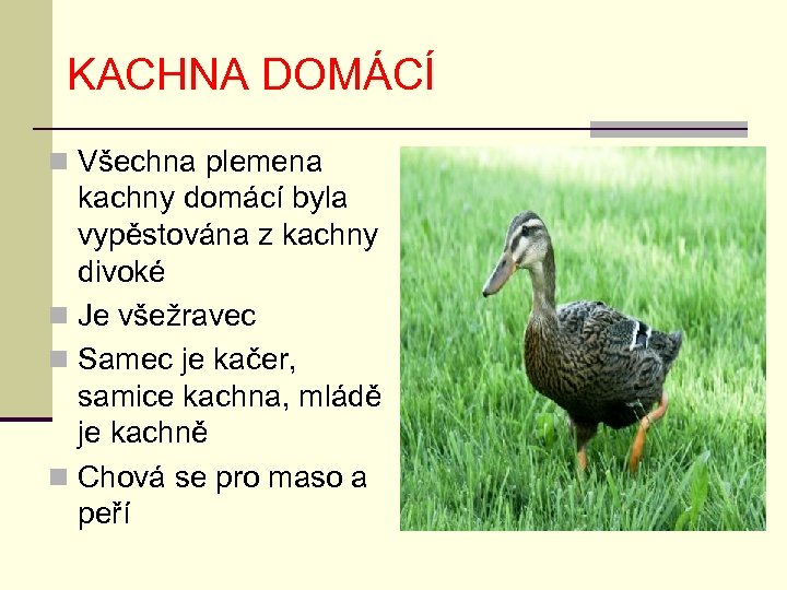 KACHNA DOMÁCÍ n Všechna plemena kachny domácí byla vypěstována z kachny divoké n Je