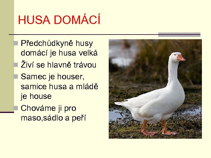 HUSA DOMÁCÍ n Předchůdkyně husy domácí je husa velká n Živí se hlavně trávou