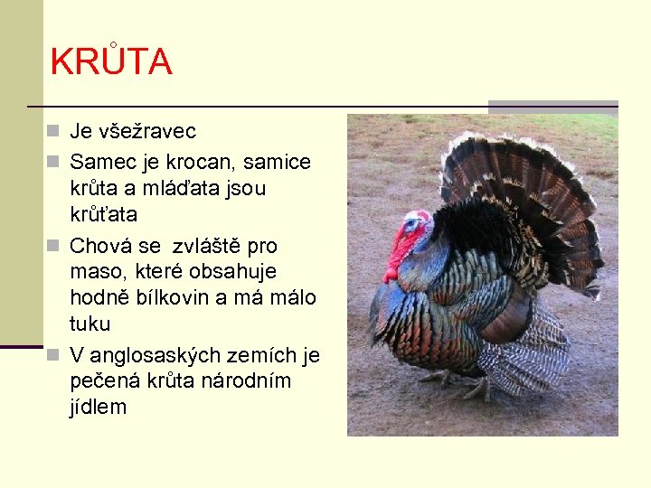 KRŮTA n Je všežravec n Samec je krocan, samice krůta a mláďata jsou krůťata
