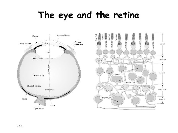 The eye and the retina 782 