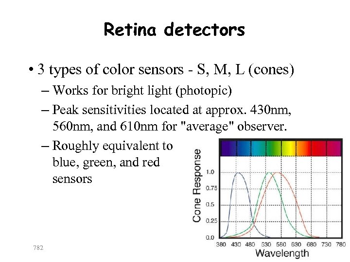 Retina detectors • 3 types of color sensors - S, M, L (cones) –