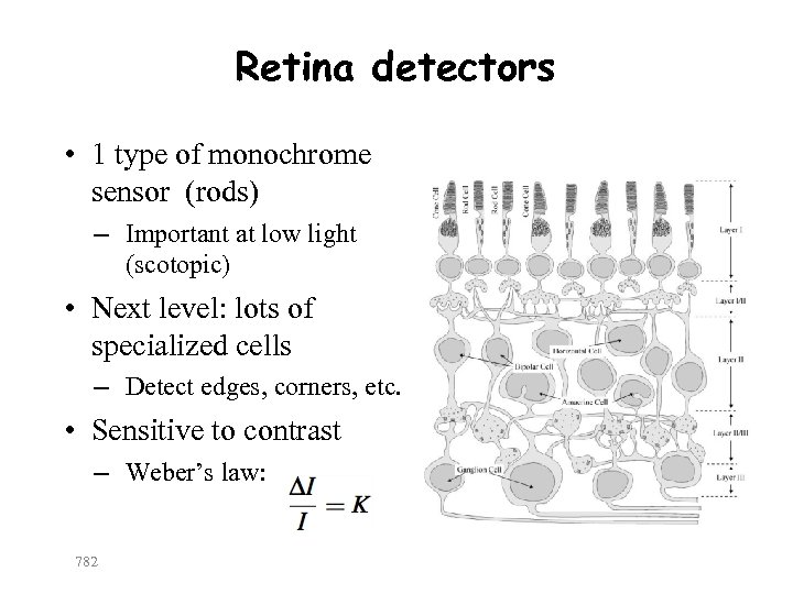 Retina detectors • 1 type of monochrome sensor (rods) – Important at low light