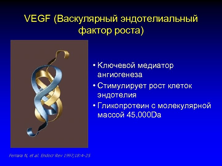 VEGF (Васкулярный эндотелиальный фактор роста) • Kлючевой медиатор ангиогенеза • Стимулирует рост клеток эндотелия