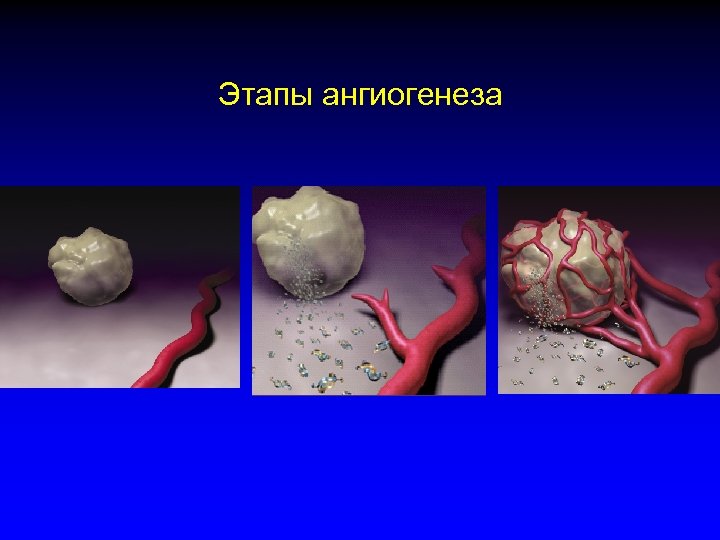 Этапы ангиогенеза 