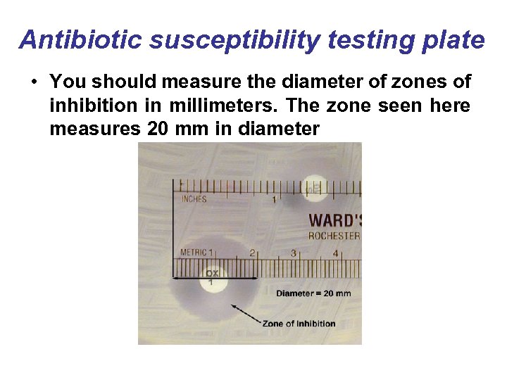 Antibiotic susceptibility testing plate • You should measure the diameter of zones of inhibition