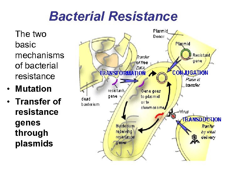 Bacterial Resistance The two basic mechanisms of bacterial resistance • Mutation • Transfer of