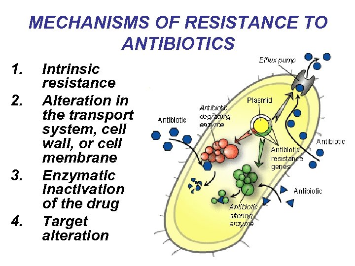 CHEMOTHERAPY 1 2 3 4 5 6 Antibiotics